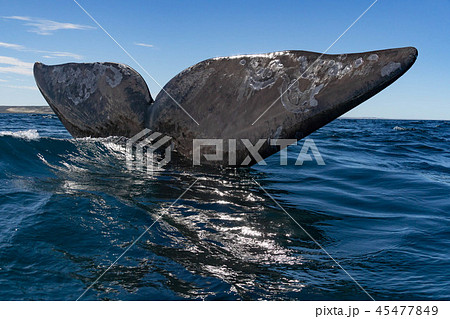 ミナミセミクジラ　テール 45477849