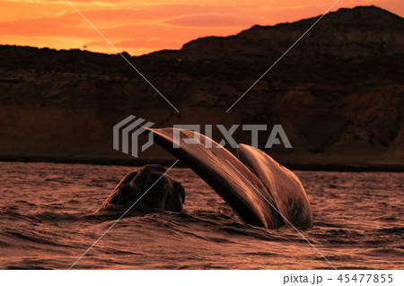 母を慕うミナミセミクジラ 母を慕うミナミセミクジラ 45477855