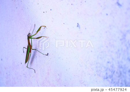 カマキリ 45477924