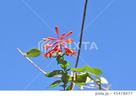 ツキヌキニンドウ(突抜忍冬) ツキヌキニンドウ(突抜忍冬) 45478077