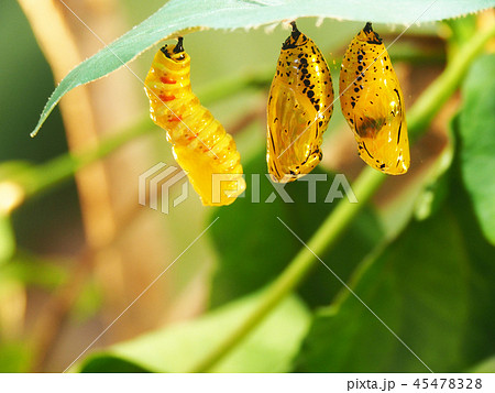 オオゴマダラの蛹の写真素材