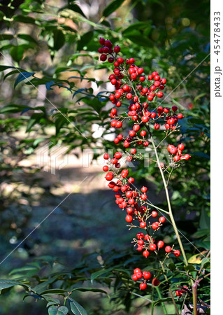 ナンテン（南天） 45478433