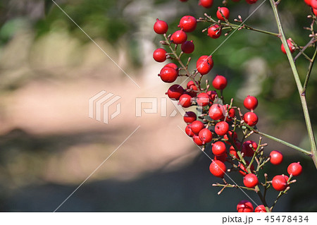 ナンテン（南天） 45478434