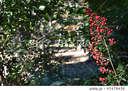 ナンテン（南天） 45478436