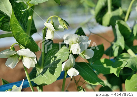 スナップエンドウの花の写真素材