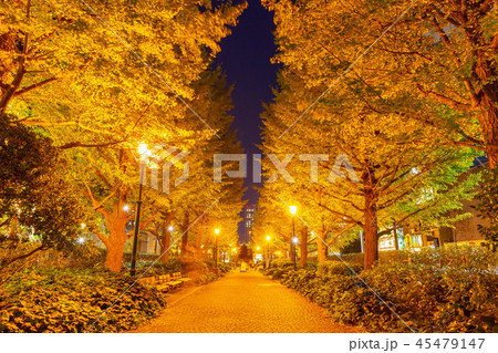 東京・夜・黄葉の浜町公園 45479147