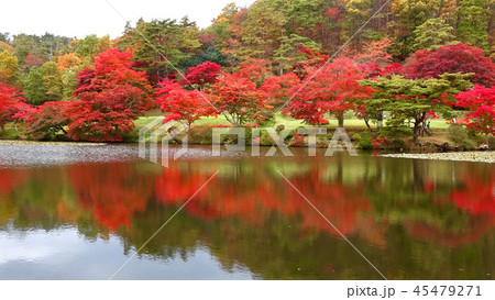 モミジ 秋の蛇の鼻遊楽園 福島県 本宮市 の写真素材