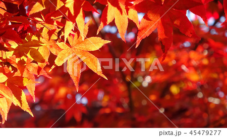 モミジ・秋の蛇の鼻遊楽園(福島県・本宮市) モミジ・秋の蛇の鼻遊楽園(福島県・本宮市) 45479277