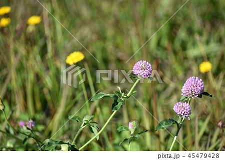 ムラサキツメクサ（紫詰草） 45479428