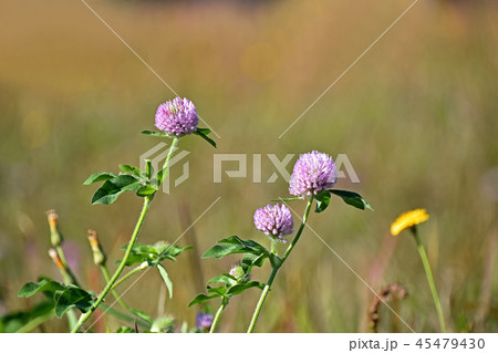 ムラサキツメクサ 紫詰草 の写真素材