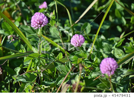 ムラサキツメクサ(紫詰草) ムラサキツメクサ(紫詰草) 45479431