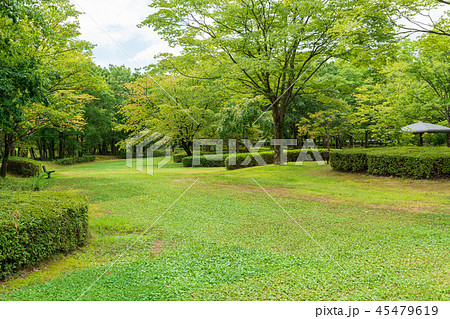 夏の公園　広場 45479619