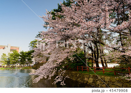 小倉城桜まつり 福岡県北九州市 の写真素材