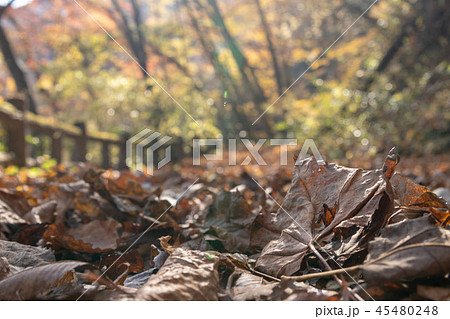 秋 落ち葉 茶色 紅葉 葉っぱ 風景 景色 木 森 森林 林道 山道 草の写真素材