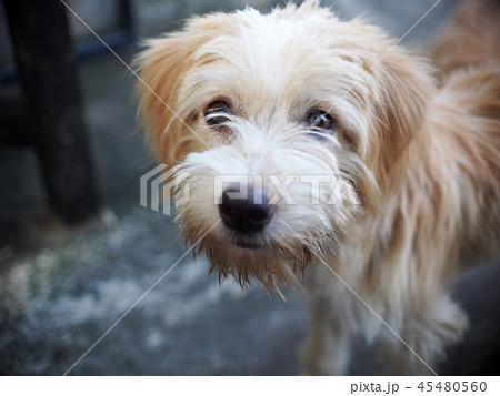 small mixed breed lost homeless dog dirty hair 45480560