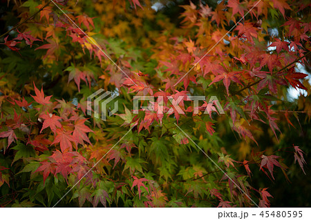 秋イメージ　秋川渓谷　観光名所　山　もみじ　風景　自然　紅葉　季節感　芸術の秋　枯葉　デート　散歩 45480595