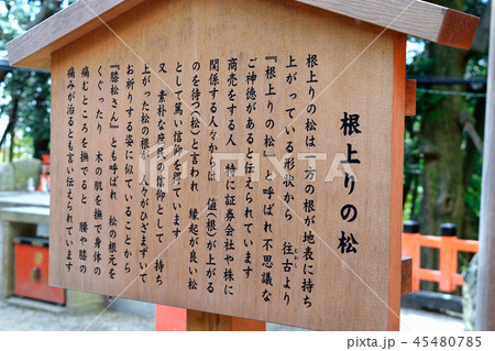 根上りの松(伏見稲荷) 根上りの松(伏見稲荷) 45480785