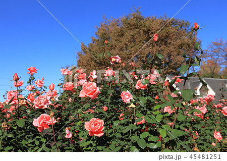 与野公園の薔薇 45481251