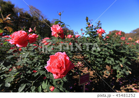与野公園の薔薇 45481252