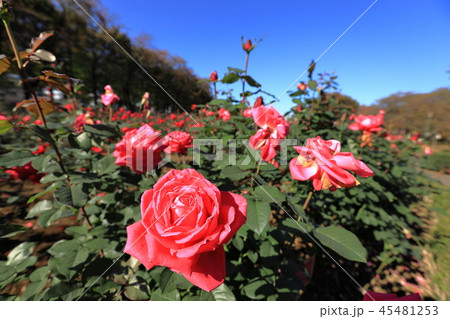 与野公園の薔薇 45481253