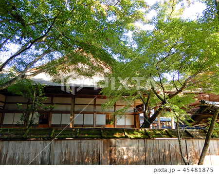 西教寺 客殿ともみじ 西教寺 客殿ともみじ 45481875