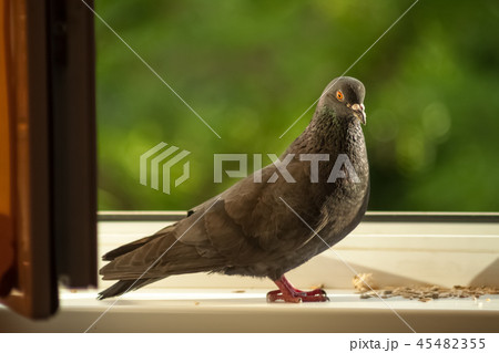 Dove on the windowsill 45482355