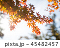 写真 風景 赤 45482457