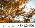 オレンジ 秋 紅葉 45482459