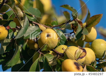 樹上のカリンの実 45483297