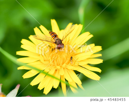 ホソヒラタアブ 45483455