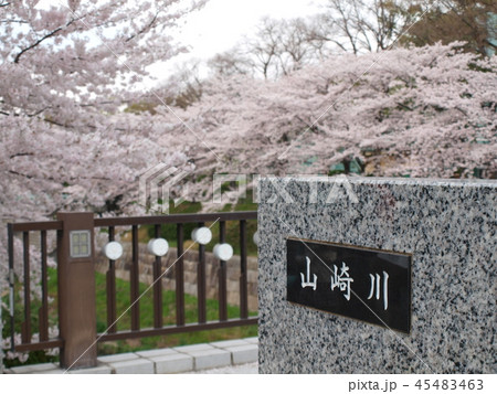山崎川の桜と橋 45483463