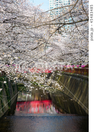 目黒川の桜 （東京都目黒区） 2018年3月 45483485