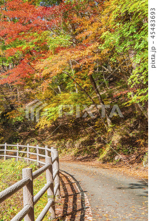 昇仙峡　御嶽昇仙峡　紅葉　散歩　秋　秋イメージ　山岳 45483693