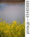 菜の花1 45483889