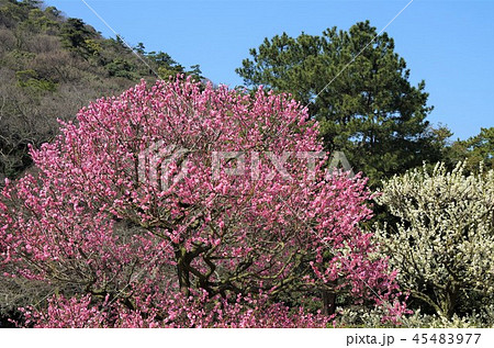 早春の青空の下 満開に咲き誇る梅の花 ・イメージ （栗林公園） 45483977