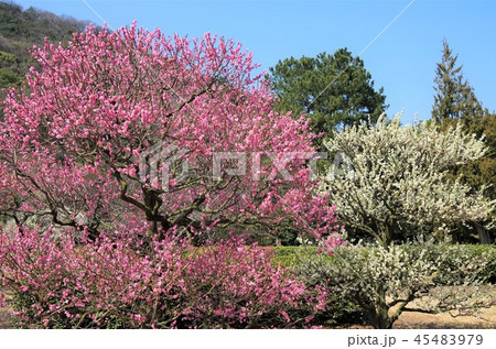 早春の青空の下 満開に咲き誇る梅の花 ・イメージ （栗林公園） 45483979