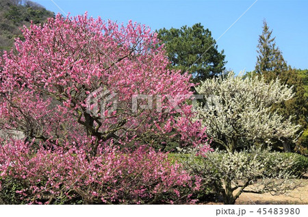 早春の青空の下 満開に咲き誇る梅の花 ・イメージ （栗林公園） 45483980