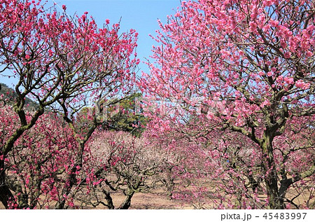 早春の青空の下 満開に咲き誇る梅の花 ・イメージ （栗林公園） 45483997