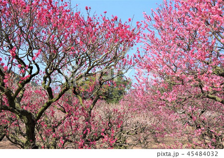 早春の青空の下 満開に咲き誇る梅の花 ・イメージ （栗林公園） 45484032