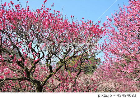 早春の青空の下 満開に咲き誇る梅の花 ・イメージ （栗林公園） 45484033