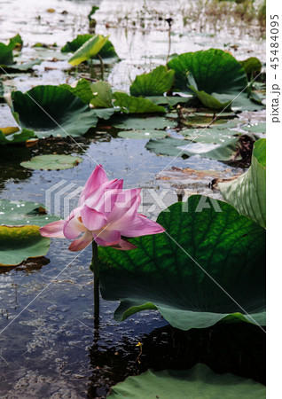 lotus flower in Talay Noi, Phattalung - Thailand 45484095