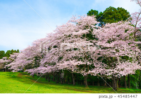泉自然公園 満開の桜 千葉県千葉市若葉区 の写真素材