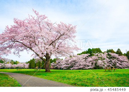 泉自然公園 満開の桜 （千葉県千葉市若葉区） 45485449