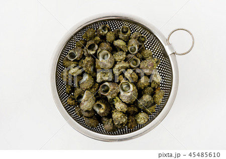 チンボーラー（カンギクガイ） 45485610