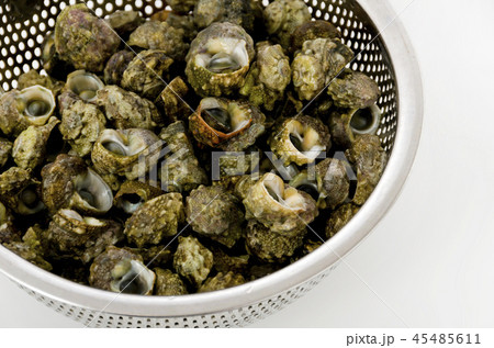 チンボーラー（カンギクガイ） 45485611