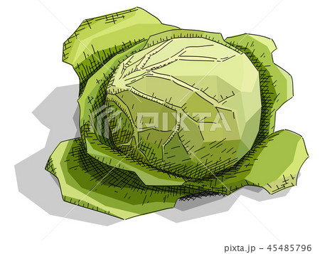 Illustration sketch of drawing fruit cabbage. 45485796