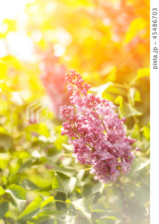 Blossoming spring bright pink lilac flowers on a 45486703