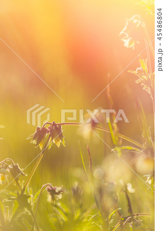Vintage photo of beautiful purple wild flowers in Vintage photo of beautiful purple wild flowers in 45486804