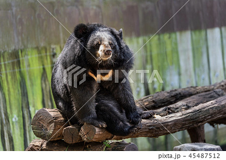 Asian black bear:Ursus thibetanus, in the zoo 45487512