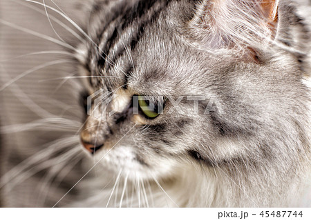 Close-up portrait of kitty. shallow DOF 45487744
